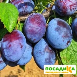 Слива Чачакская ранняя купить по цене от 229.00р. в интернет-магазине «Посадика» с доставкой почтой в в Невелье и по всей России – [изображение №1].