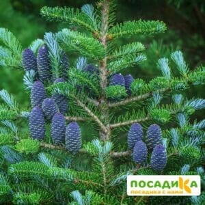 Пихта корейская (Abies koreana) купить по цене от 450.00р. в интернет-магазине «Посадика» с доставкой почтой в в Невелье и по всей России – [изображение №1].