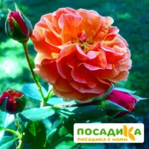 Роза Арабия купить по цене от 350.00р. в интернет-магазине «Посадика» с доставкой почтой в в Невелье и по всей России – [изображение №1].