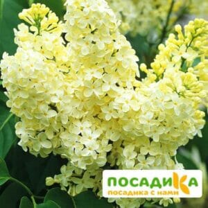 Сирень Примроуз (Primrose) купить по цене от 529.00р. в интернет-магазине «Посадика» с доставкой почтой в в Невелье и по всей России – [изображение №1].