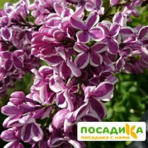 Сирень Сенсация купить по цене от 529.00р. в интернет-магазине «Посадика» с доставкой почтой в в Невелье и по всей России – [изображение №1].