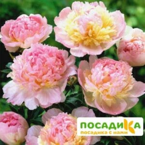 Пион Распберри Сандей (Paeonia Raspberry Sundae) купить по цене от 959р. в интернет-магазине «Посадика» с доставкой почтой в в Невелье и по всей России – [изображение №1].