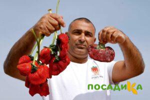 Клубника Гигант Джорнея купить по цене от 266р. в интернет-магазине «Посадика» с доставкой почтой в в Невелье и по всей России – [изображение №1].