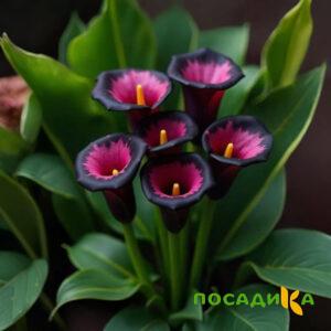 Калла Аура Лейс купить по цене от 400р. в интернет-магазине «Посадика» с доставкой почтой в в Невелье и по всей России – [изображение №1].