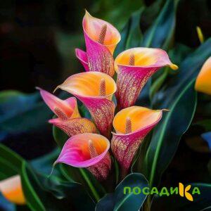 Калла Оникс купить по цене от 450р. в интернет-магазине «Посадика» с доставкой почтой в в Невелье и по всей России – [изображение №1].