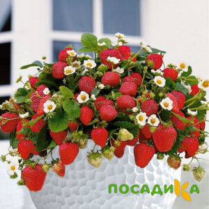 Клубника Рубиновый Шепот (горшечная) купить по цене от 240р. в интернет-магазине «Посадика» с доставкой почтой в в Невелье и по всей России – [изображение №1].