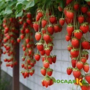 Клубника вьющаяся Комплимент купить по цене от 470р. в интернет-магазине «Посадика» с доставкой почтой в в Невелье и по всей России – [изображение №1].