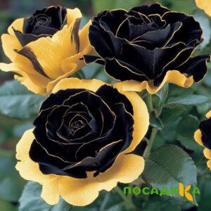 Роза Ханни Сикл купить по цене от 700р. в интернет-магазине «Посадика» с доставкой почтой в в Невелье и по всей России – [изображение №1].