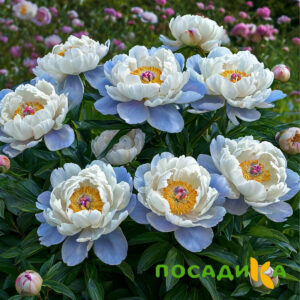 Пион акварельный Этюд купить по цене от 806р. в интернет-магазине «Посадика» с доставкой почтой в в Невелье и по всей России – [изображение №1].