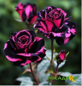 Роза Багровый Шепот купить по цене от 366р. в интернет-магазине «Посадика» с доставкой почтой в в Невелье и по всей России – [изображение №1].