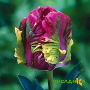 Тюльпан Экзотик Хэвен купить по цене от 186р. в интернет-магазине «Посадика» с доставкой почтой в в Невелье и по всей России – [изображение №1].