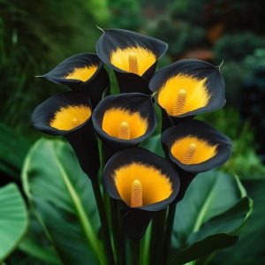 Калла Легато купить по цене от 620р. в интернет-магазине «Посадика» с доставкой почтой в в Невелье и по всей России – [изображение №1].