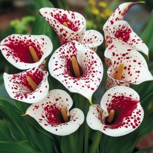 Калла Эмпайр купить по цене от 302р. в интернет-магазине «Посадика» с доставкой почтой в в Невелье и по всей России – [изображение №1].