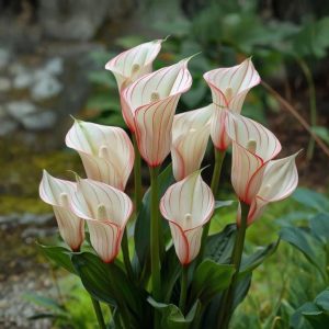 Калла Глейшер купить по цене от 299р. в интернет-магазине «Посадика» с доставкой почтой в в Невелье и по всей России – [изображение №1].