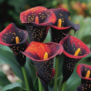 Калла Нуар купить по цене от 299р. в интернет-магазине «Посадика» с доставкой почтой в в Невелье и по всей России – [изображение №1].