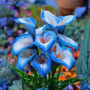 Калла Портрейт купить по цене от 292р. в интернет-магазине «Посадика» с доставкой почтой в в Невелье и по всей России – [изображение №1].