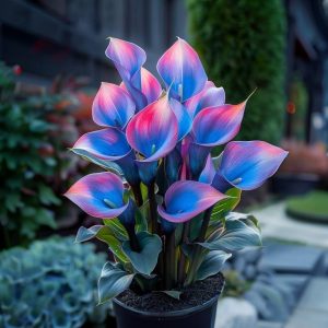 Калла Импрессия купить по цене от 590р. в интернет-магазине «Посадика» с доставкой почтой в в Невелье и по всей России – [изображение №1].