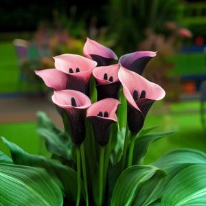 Калла Энигма купить по цене от 291р. в интернет-магазине «Посадика» с доставкой почтой в в Невелье и по всей России – [изображение №1].