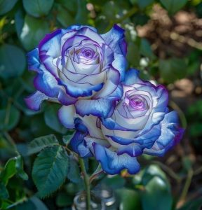 Роза Пэтолз Хоуп купить по цене от 333р. в интернет-магазине «Посадика» с доставкой почтой в в Невелье и по всей России – [изображение №1].