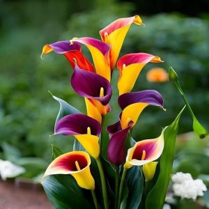 Калла Кристалл купить по цене от 450р. в интернет-магазине «Посадика» с доставкой почтой в в Невелье и по всей России – [изображение №1].