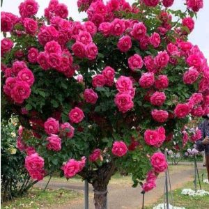 Роза Версаля купить по цене от 232р. в интернет-магазине «Посадика» с доставкой почтой в в Невелье и по всей России – [изображение №1].