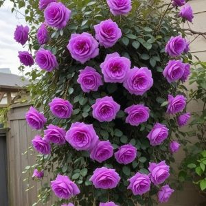 Роза Мистик Уайт купить по цене от 620р. в интернет-магазине «Посадика» с доставкой почтой в в Невелье и по всей России – [изображение №1].