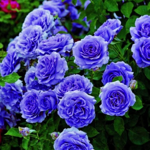 Роза Блю Мун купить по цене от 450р. в интернет-магазине «Посадика» с доставкой почтой в в Невелье и по всей России – [изображение №1].