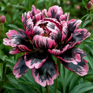 Пион Дроп Руби купить по цене от 469р. в интернет-магазине «Посадика» с доставкой почтой в в Невелье и по всей России – [изображение №1].