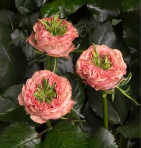 Роза Амбер Инчант купить по цене от 495р. в интернет-магазине «Посадика» с доставкой почтой в в Невелье и по всей России – [изображение №1].