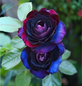 Роза Скарлет Рэвери купить по цене от 489р. в интернет-магазине «Посадика» с доставкой почтой в в Невелье и по всей России – [изображение №1].