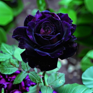 Роза Блэк Пантер купить по цене от 319р. в интернет-магазине «Посадика» с доставкой почтой в в Невелье и по всей России – [изображение №1].