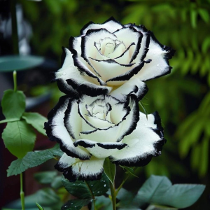 Роза Силк Ивин купить по цене от 319р. в интернет-магазине «Посадика» с доставкой почтой в в Невелье и по всей России – [изображение №1].