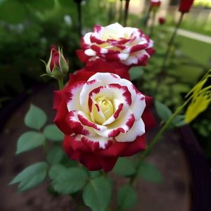 Роза Роял Глом купить по цене от 401р. в интернет-магазине «Посадика» с доставкой почтой в в Невелье и по всей России – [изображение №1].