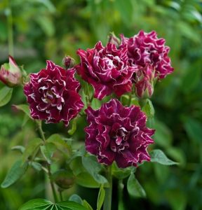 Роза Опаловый Пейзаж купить по цене от 490р. в интернет-магазине «Посадика» с доставкой почтой в в Невелье и по всей России – [изображение №1].