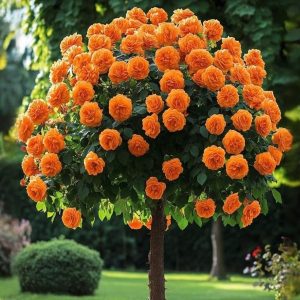 Роза Солнечный Шарм купить по цене от 349р. в интернет-магазине «Посадика» с доставкой почтой в в Невелье и по всей России – [изображение №1].