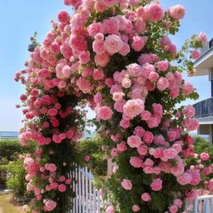 Роза Пастель Розе купить по цене от 605р. в интернет-магазине «Посадика» с доставкой почтой в в Невелье и по всей России – [изображение №1].