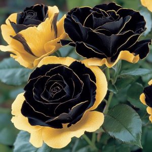 Роза Ханни Сикл купить по цене от 700р. в интернет-магазине «Посадика» с доставкой почтой в в Невелье и по всей России – [изображение №1].