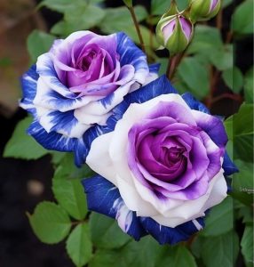 Роза Айвори Каскад купить по цене от 420р. в интернет-магазине «Посадика» с доставкой почтой в в Невелье и по всей России – [изображение №1].