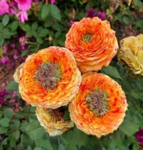 Роза Золотой Мираж купить по цене от 420р. в интернет-магазине «Посадика» с доставкой почтой в в Невелье и по всей России – [изображение №1].