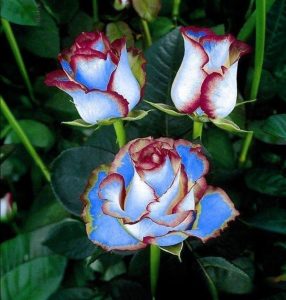 Роза Сафайер Пэтл купить по цене от 450р. в интернет-магазине «Посадика» с доставкой почтой в в Невелье и по всей России – [изображение №1].