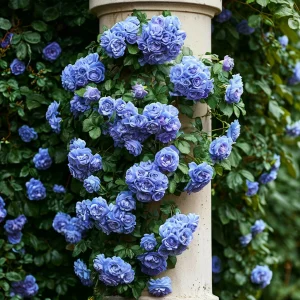 Роза плетистая Блю Перпл купить по цене от 540р. в интернет-магазине «Посадика» с доставкой почтой в в Невелье и по всей России – [изображение №1].